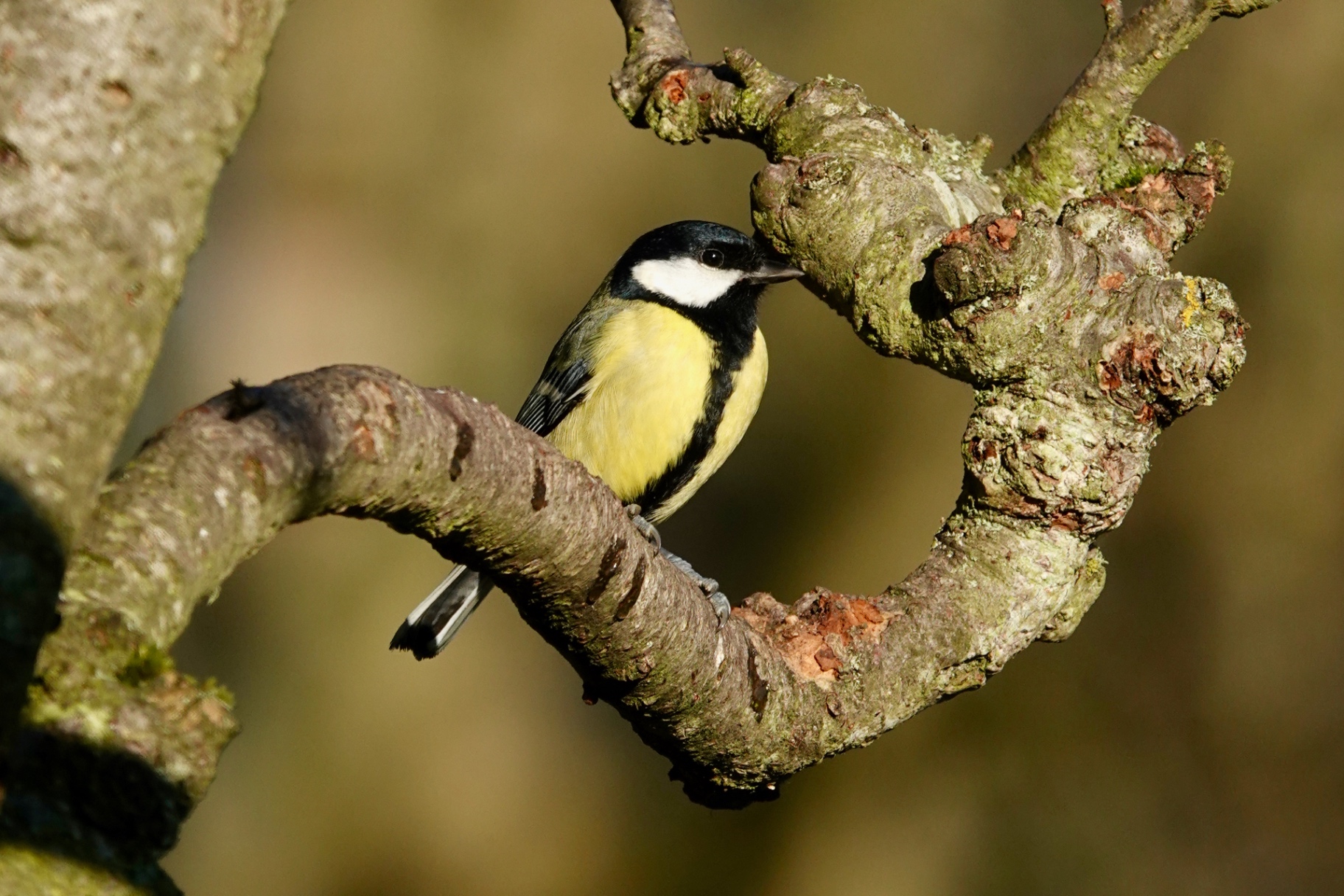 Great Tit among twisting branches