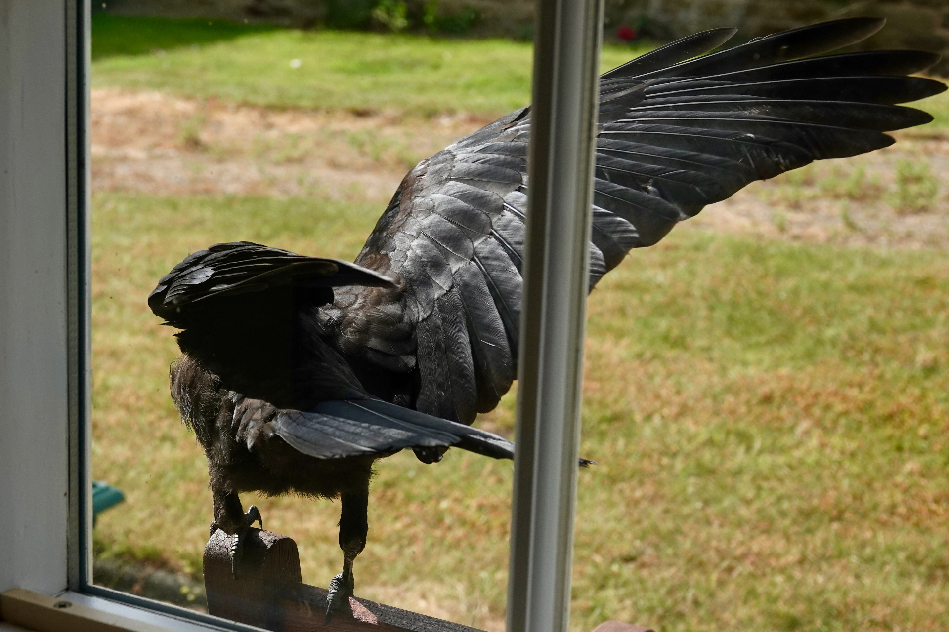 A Carrion Crow lifting off from the window sill with wings fully spread
