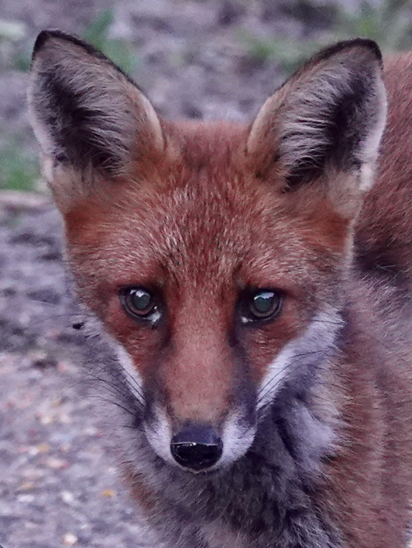 Close-up portrait of a red fox