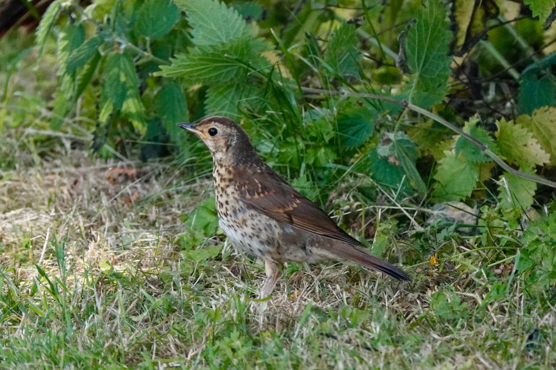 A juvenile Song Thrush on grass beside nettles