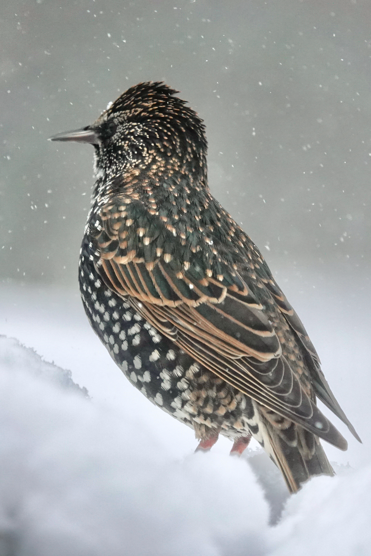 Starling with speckled plumage perched in falling snow