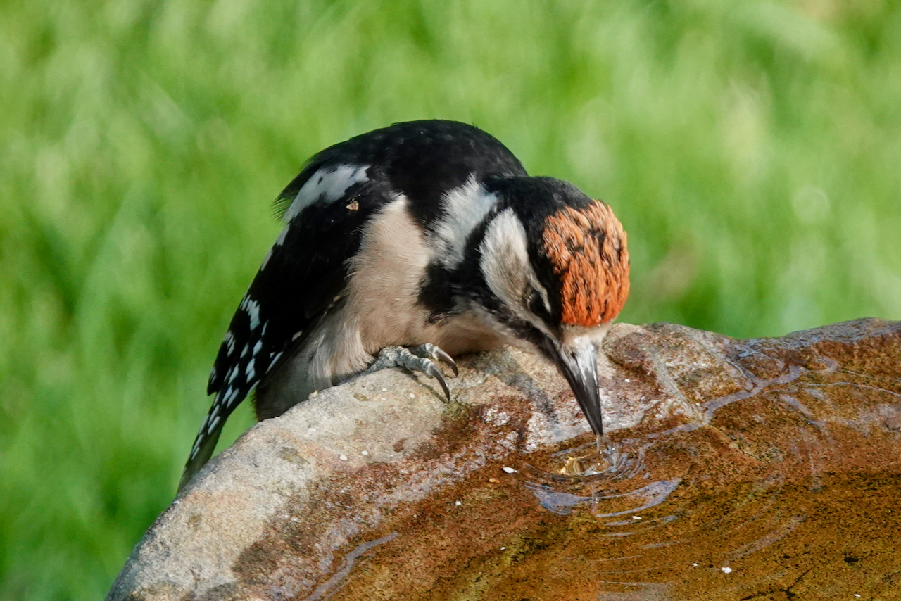 Close-up of juvenile Great Spotted Woodpecker drinking from a bird bath