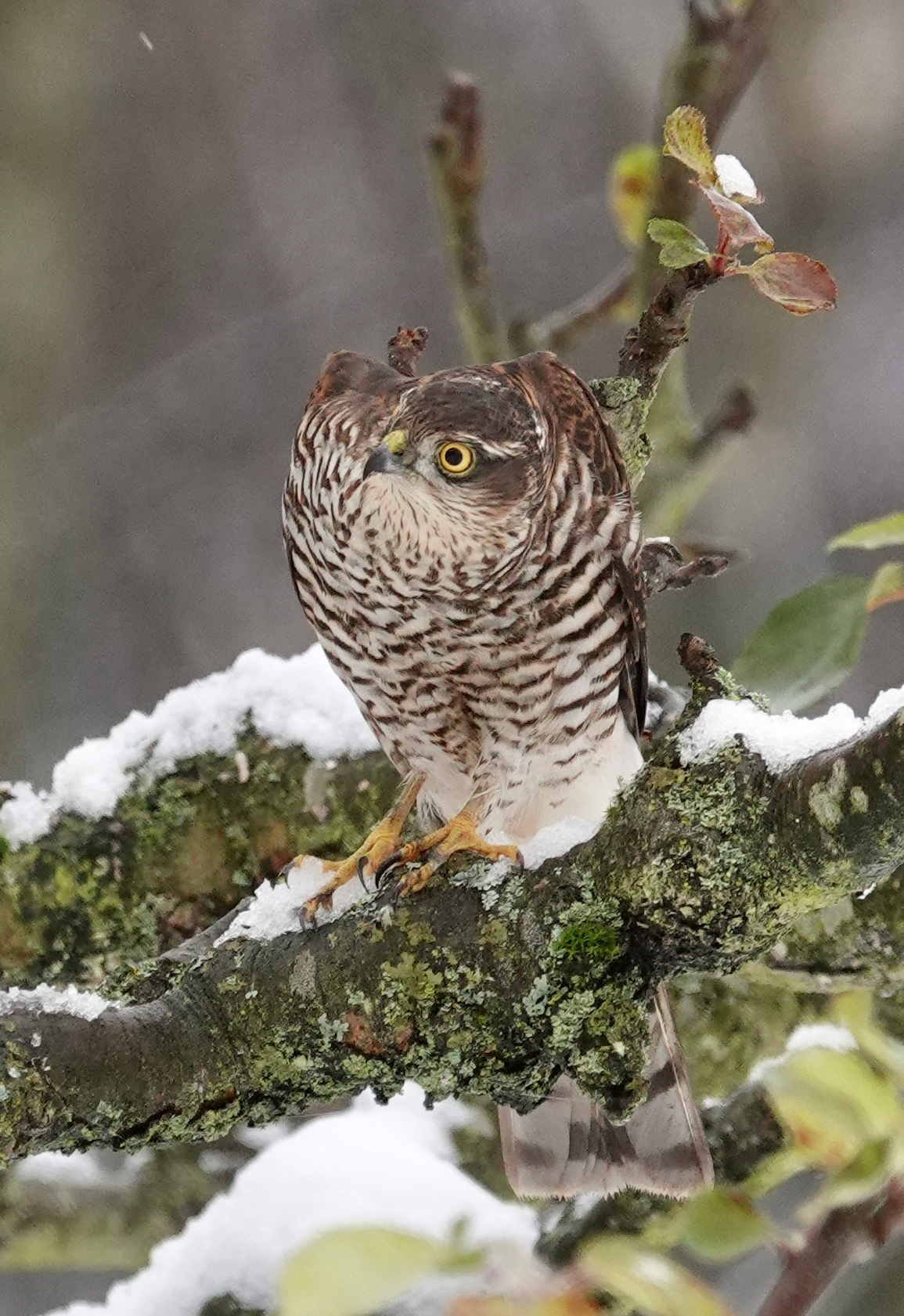 Female Sparrowhawk on a snowy branch