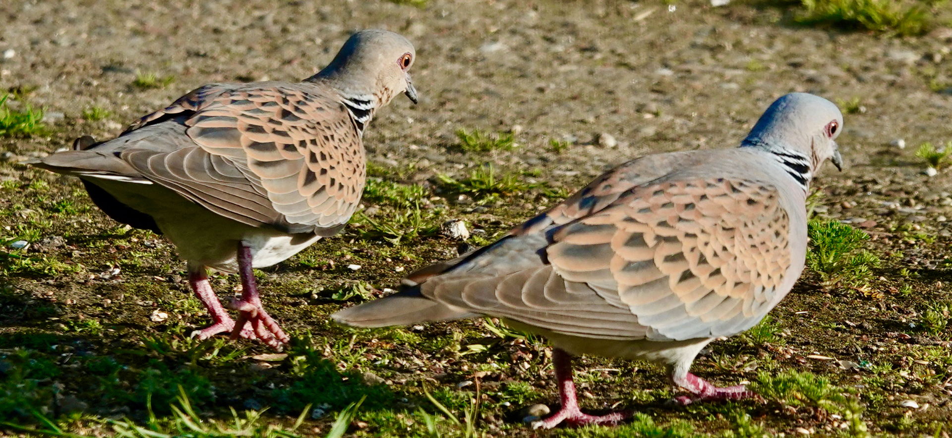 A pair of adult Turtle Doves feeding together