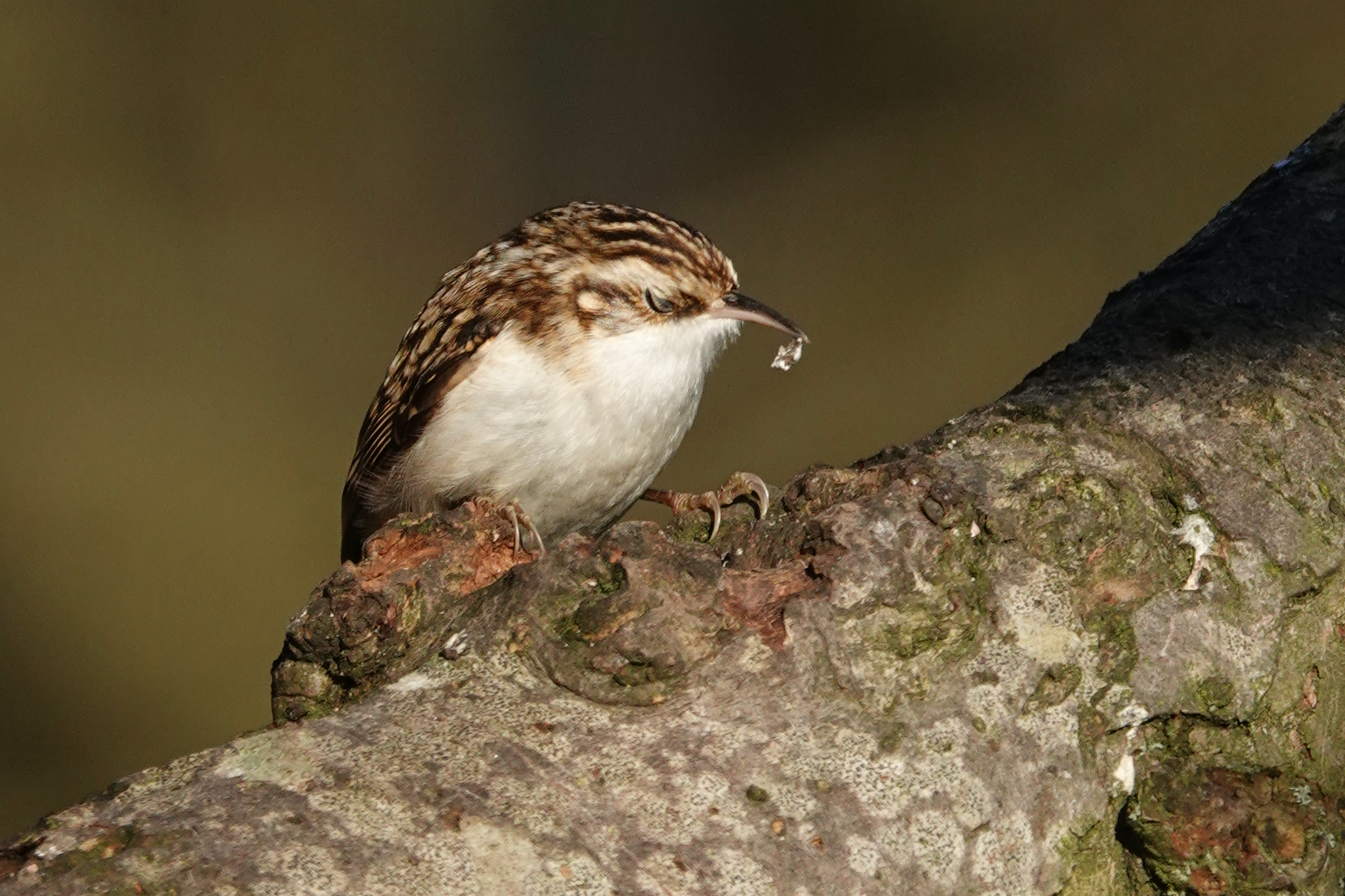 Treecreeper holding prey in its curved bill