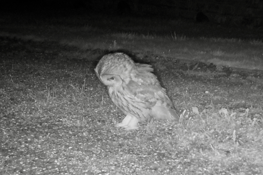 Tawny Owl photographed at night by a trail camera