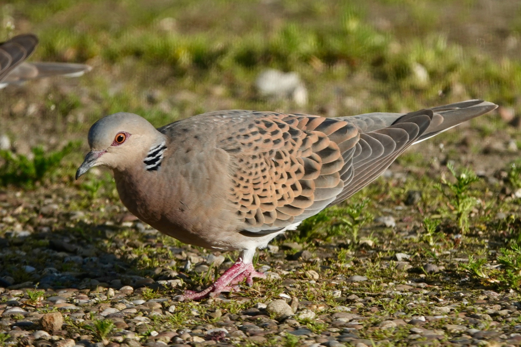 Adult Turtle Dove showing scaled wings and pink eye-ring