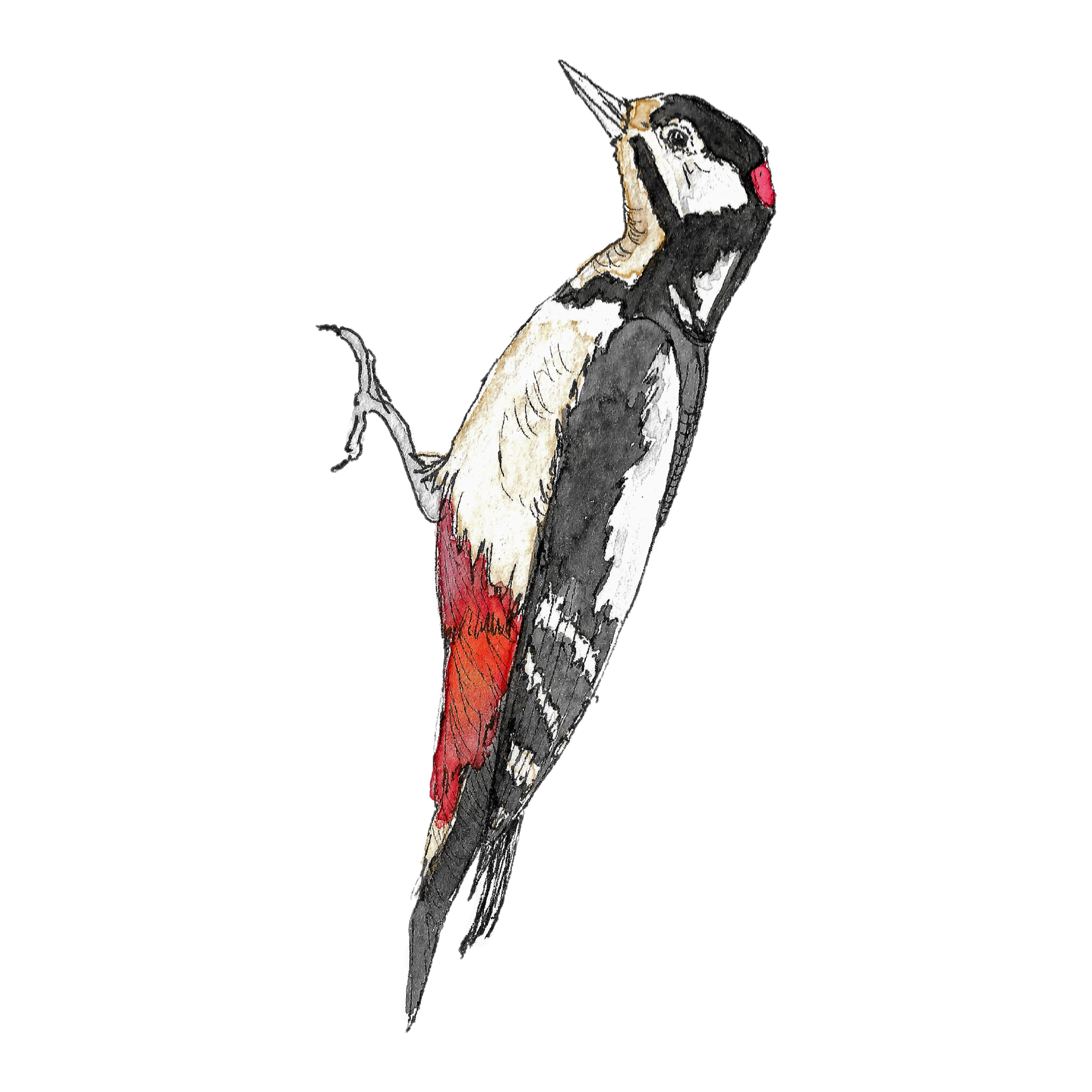 Watercolour illustration of a great spotted woodpecker
