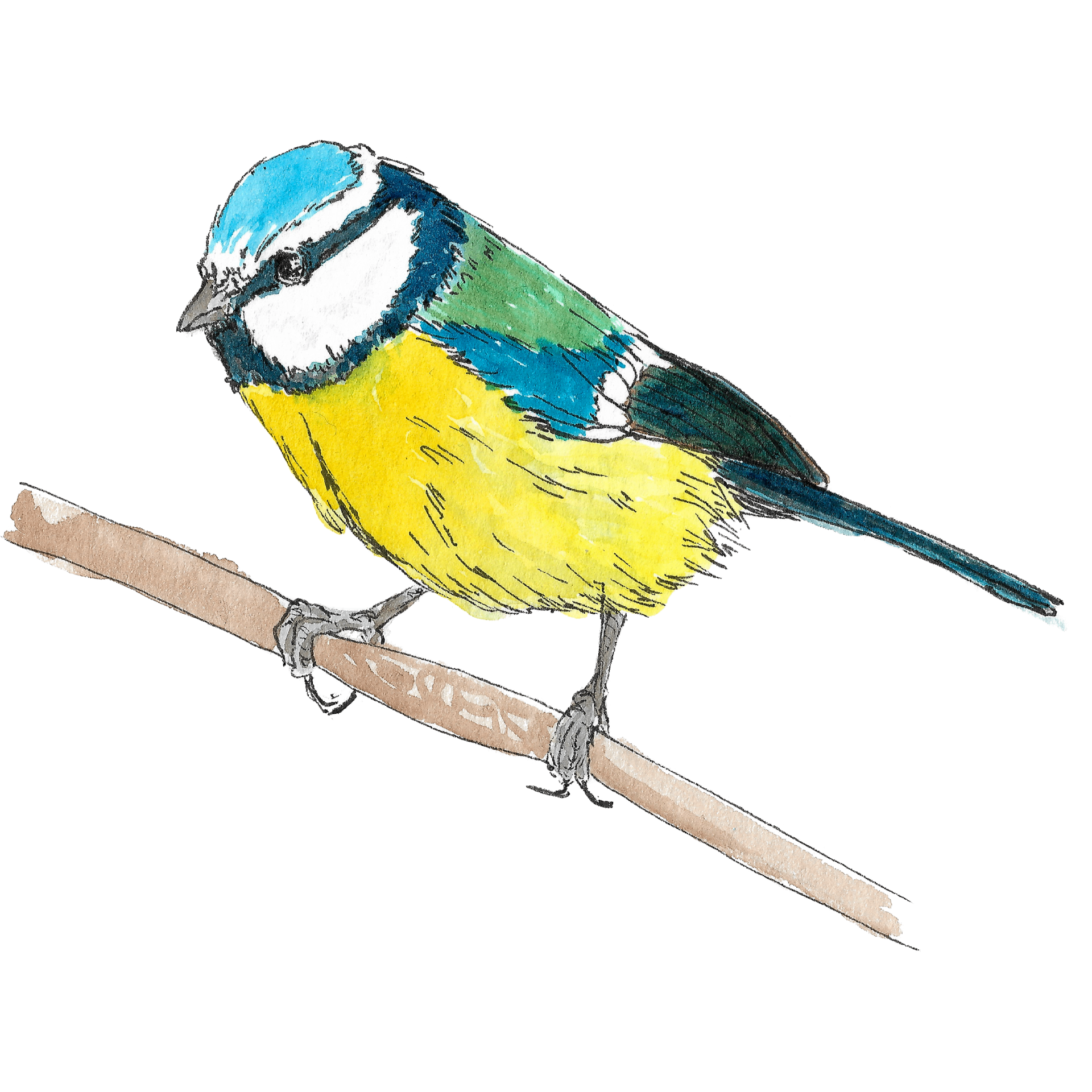 Watercolour illustration of a blue tit