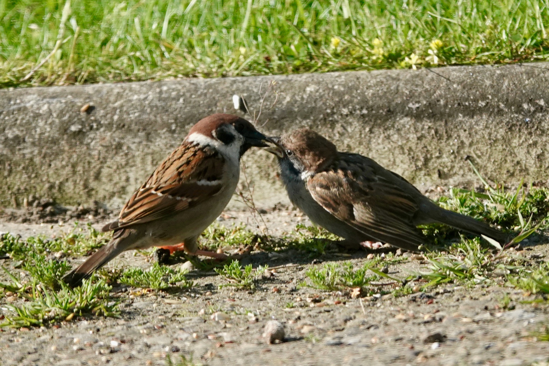 Adult Tree Sparrow feeding a fledgling on a kerb