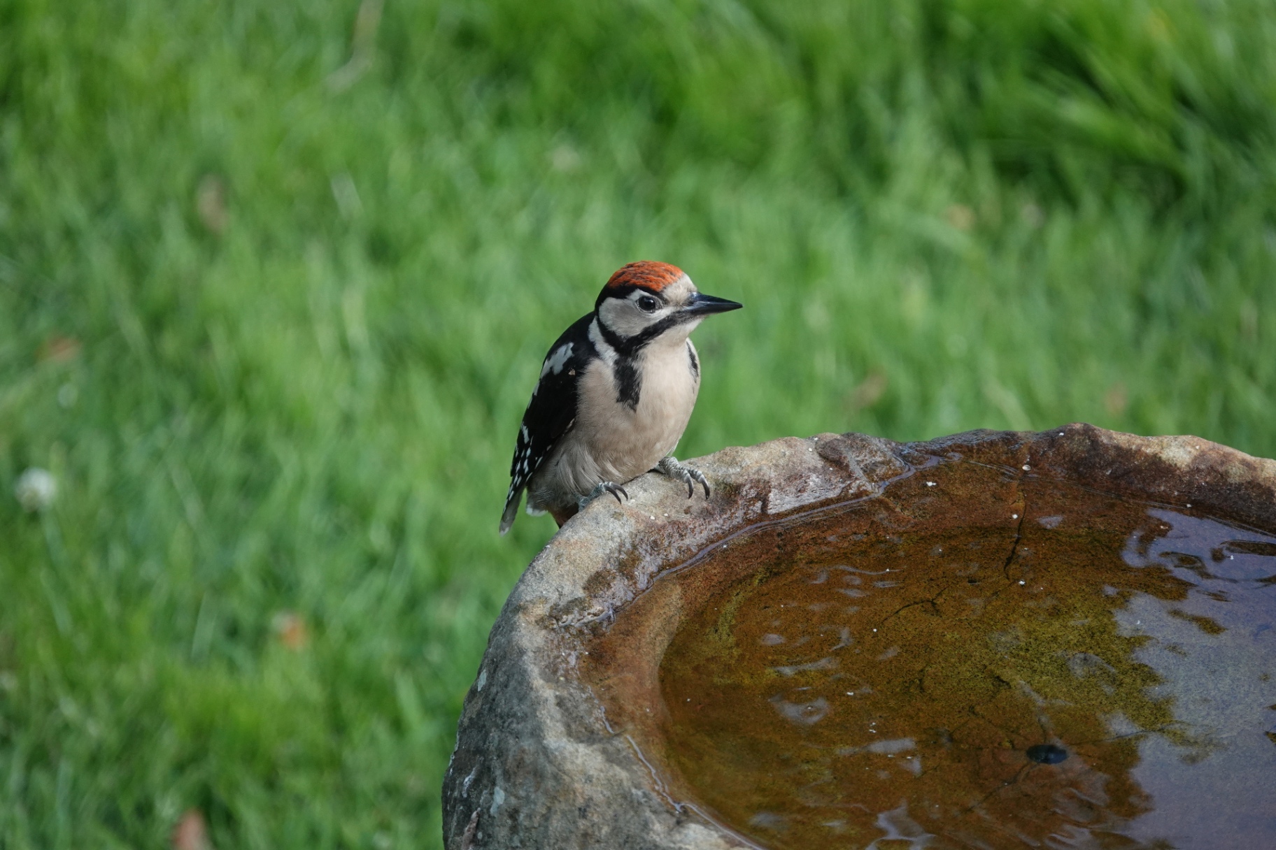 Juvenile Great Spotted Woodpecker perched on a stone bird bath