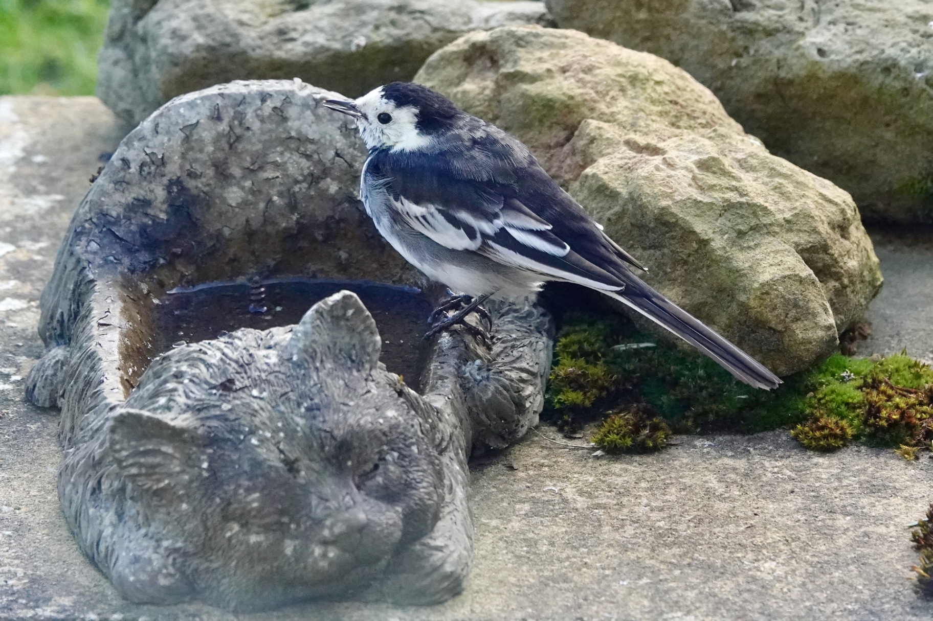 Pied Wagtail perched on stone bird bath