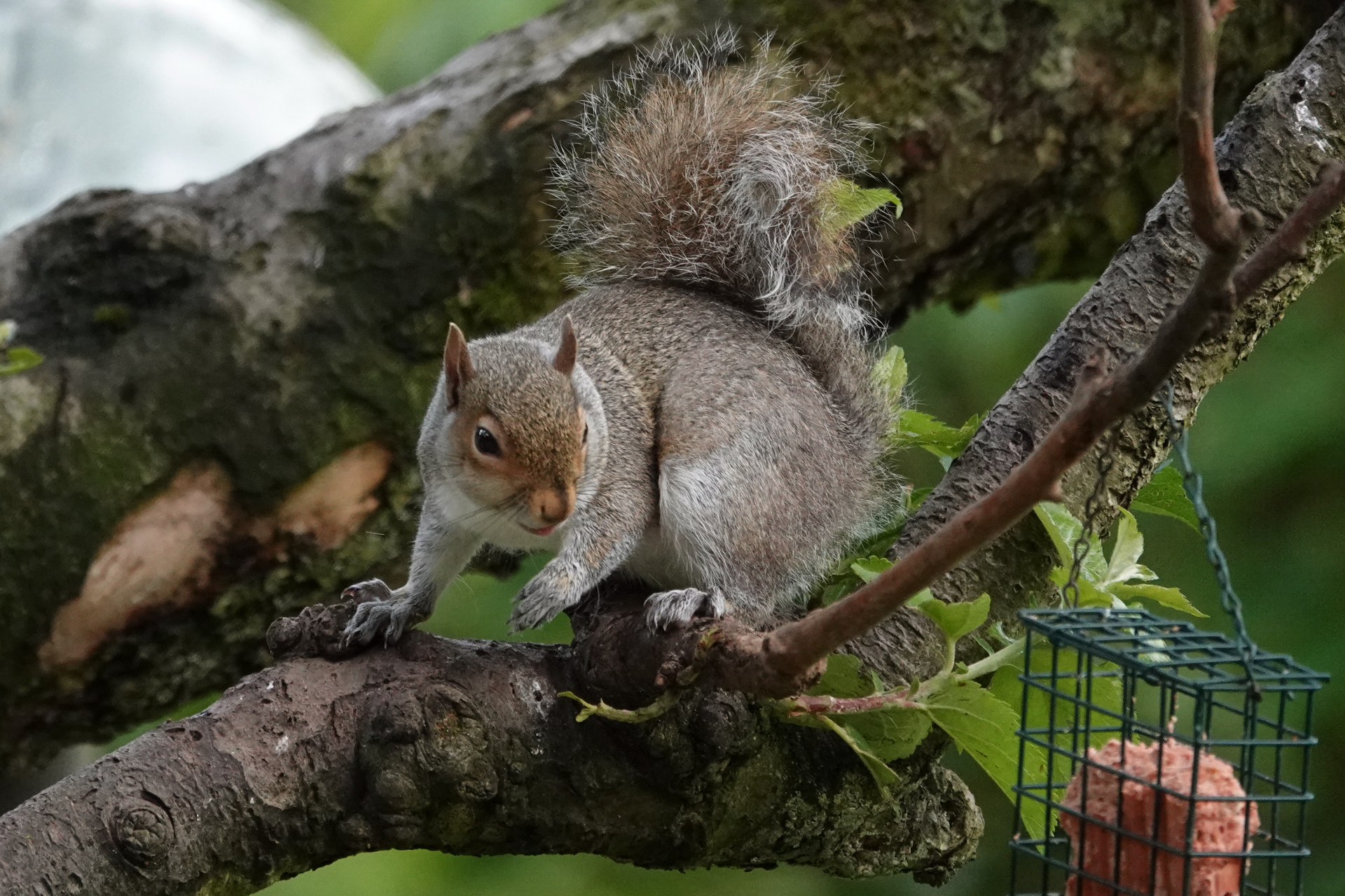 Grey Squirrel beside a suet feeder in an apple tree