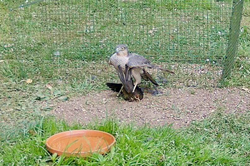 Then - out of nowhere - a female Sparrowhawk hits her like a stone. Feathers, wings, the Blackbird pinned to the ground before she even had a chance.
