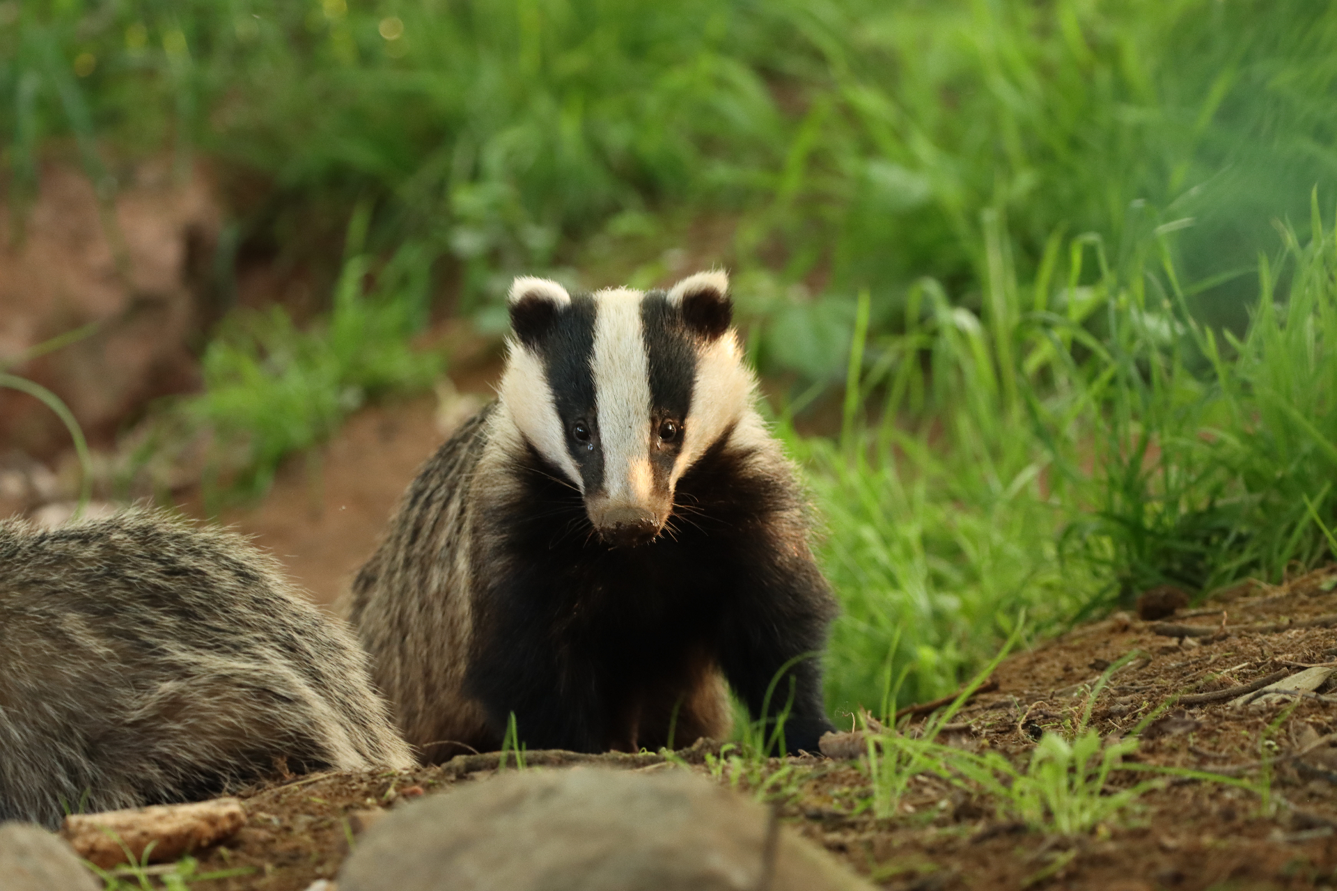 Two Badgers together at the entrance to a sett on a grassy bank, one facing the camera and one turned away