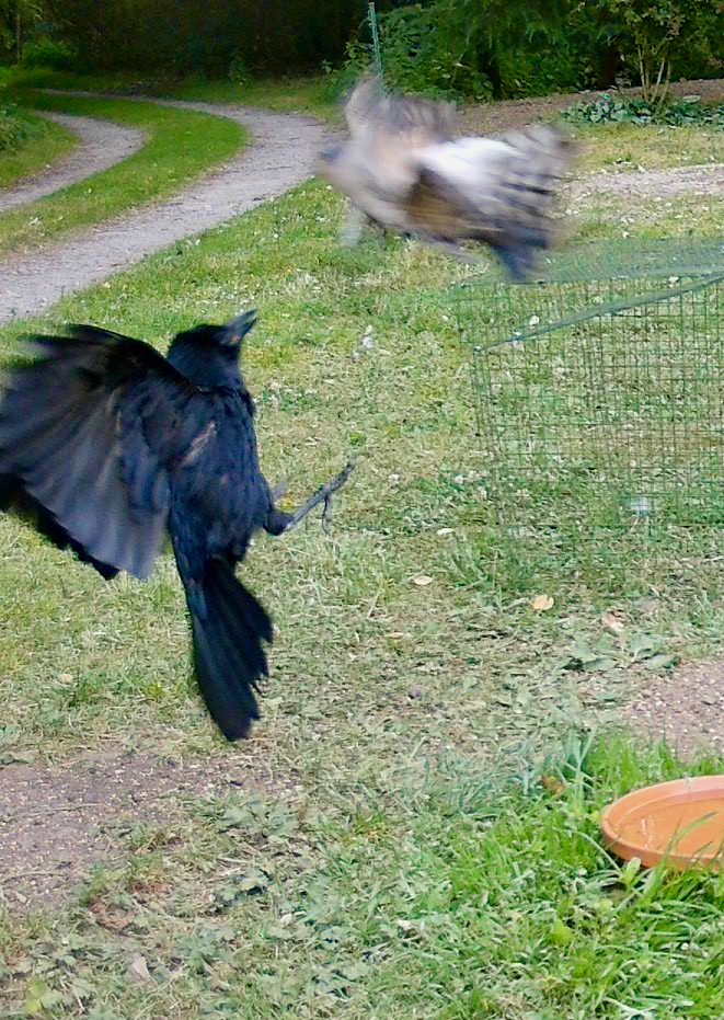 Down the garden path, Sparrowhawk carrying a full-grown Blackbird, Crow right behind her. Whether she kept the kill, we don't know. But what a thing to witness on a Tuesday morning.