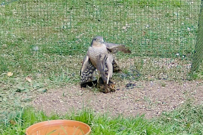 Wings half-spread, hunched over the kill. This is called mantling - she's putting a wall around what's hers, warning anything watching to think twice.