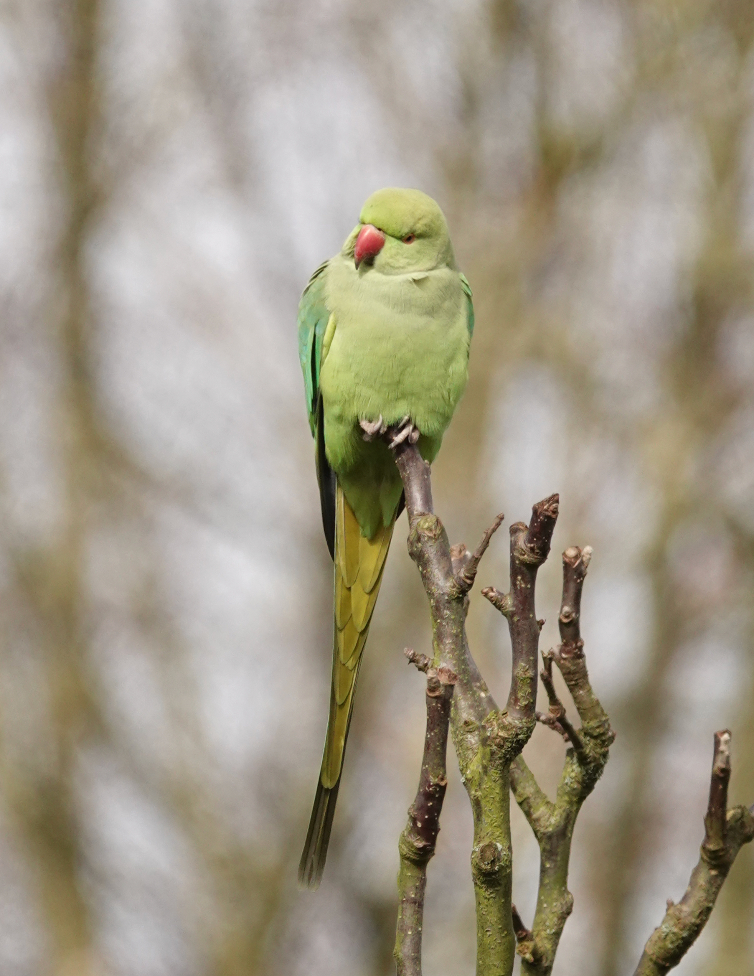 Bright green Ring-necked Parakeet perched on a bare branch