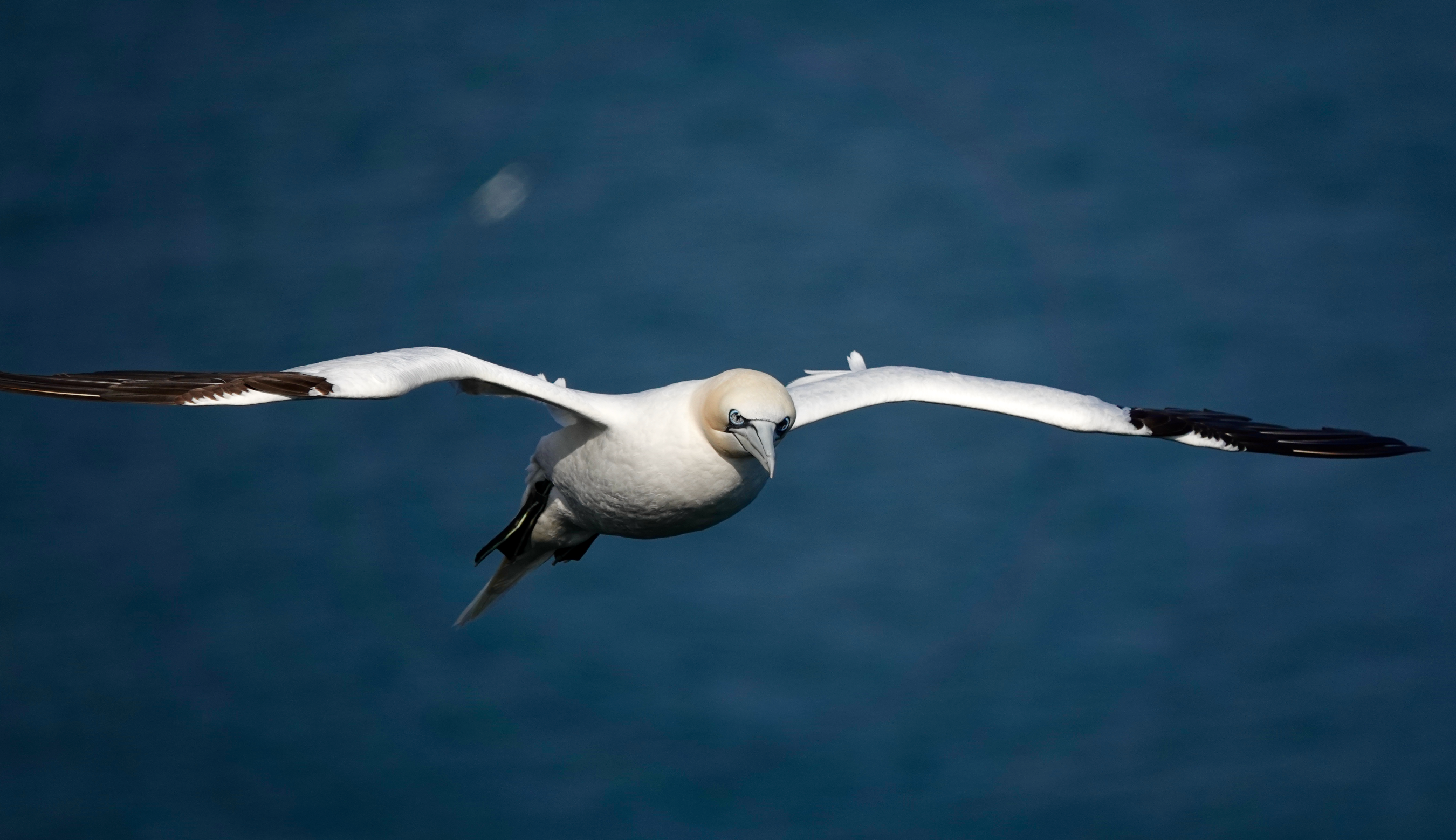 A gannet gliding on an updraft from wind hitting Bempton Cliffs.