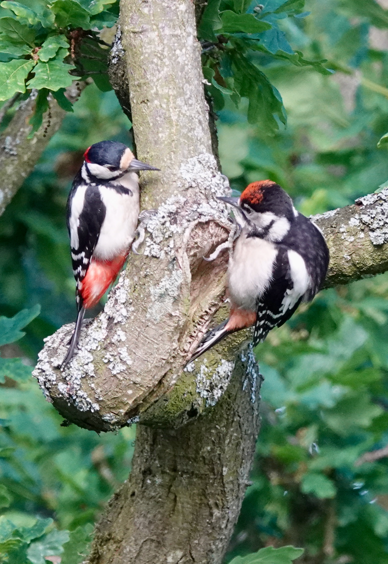 Father and juvenile great spotted woodpeckers on an oak tree.