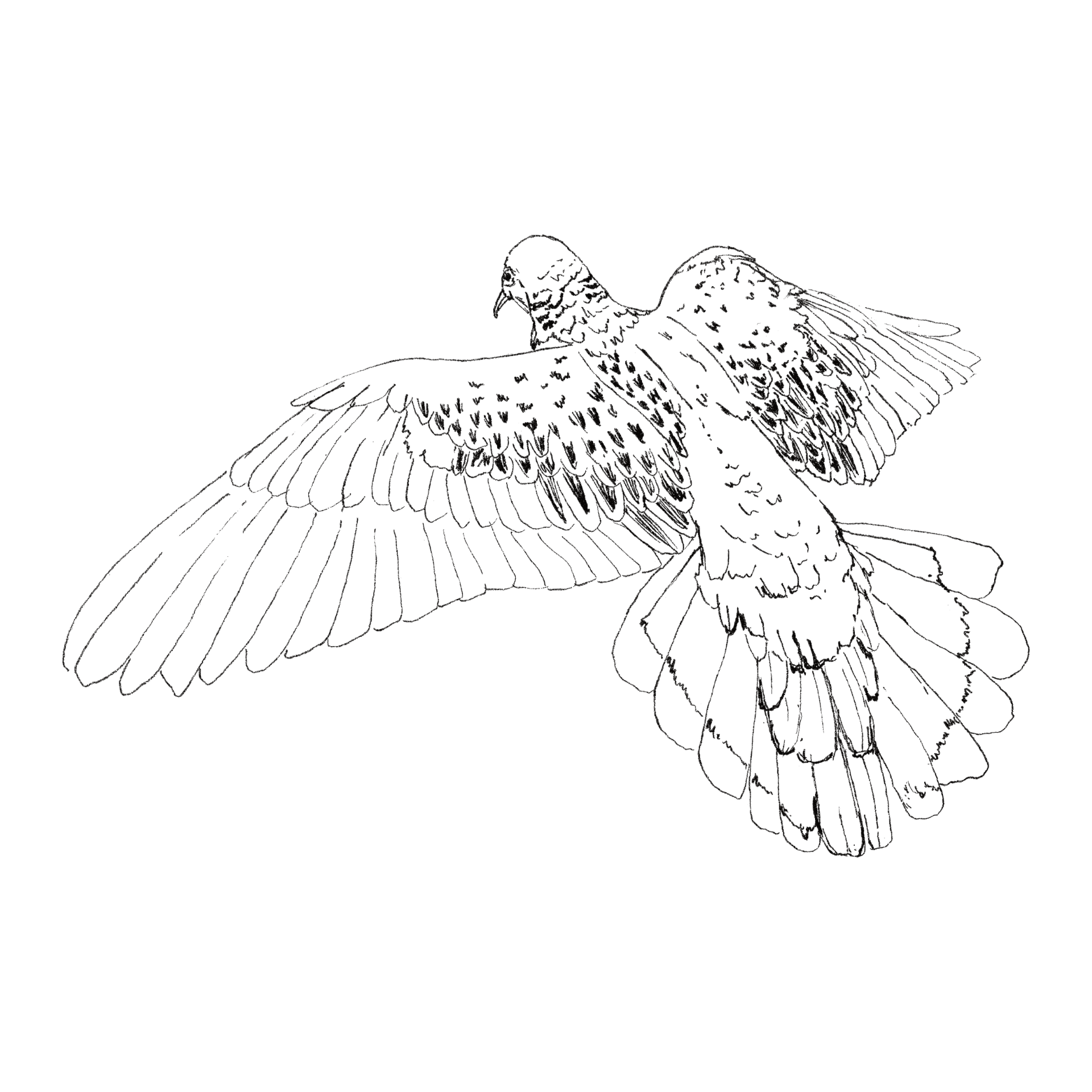 Turtle Dove (landing) line drawing