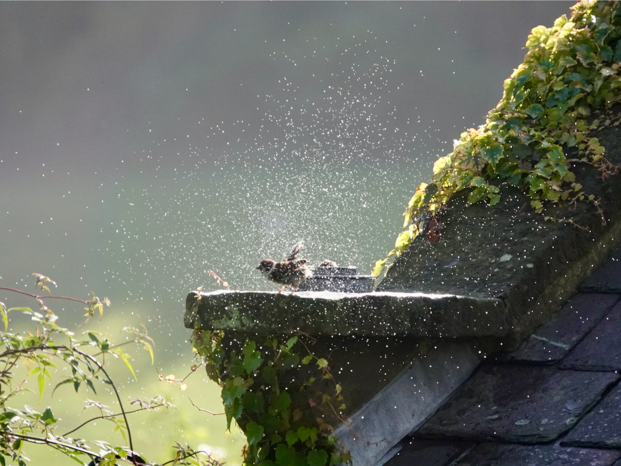 Tree Sparrow shaking off water in a fountain of droplets