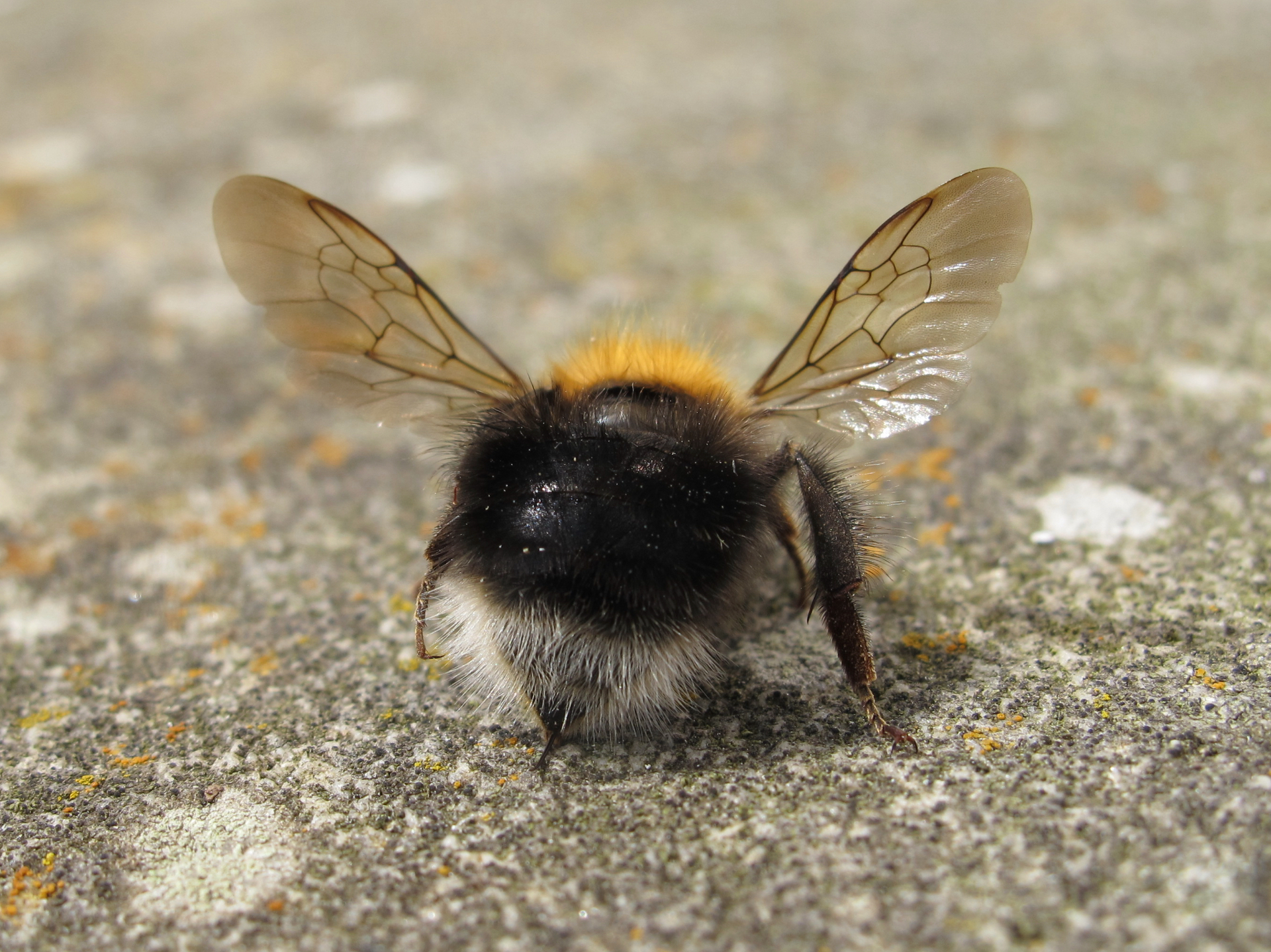 Bumblebee resting on stone