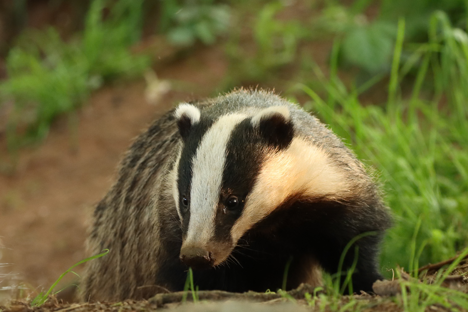 A close-up frontal portrait of a Badger with strong side-lighting picking out the face stripes and silver guard hairs