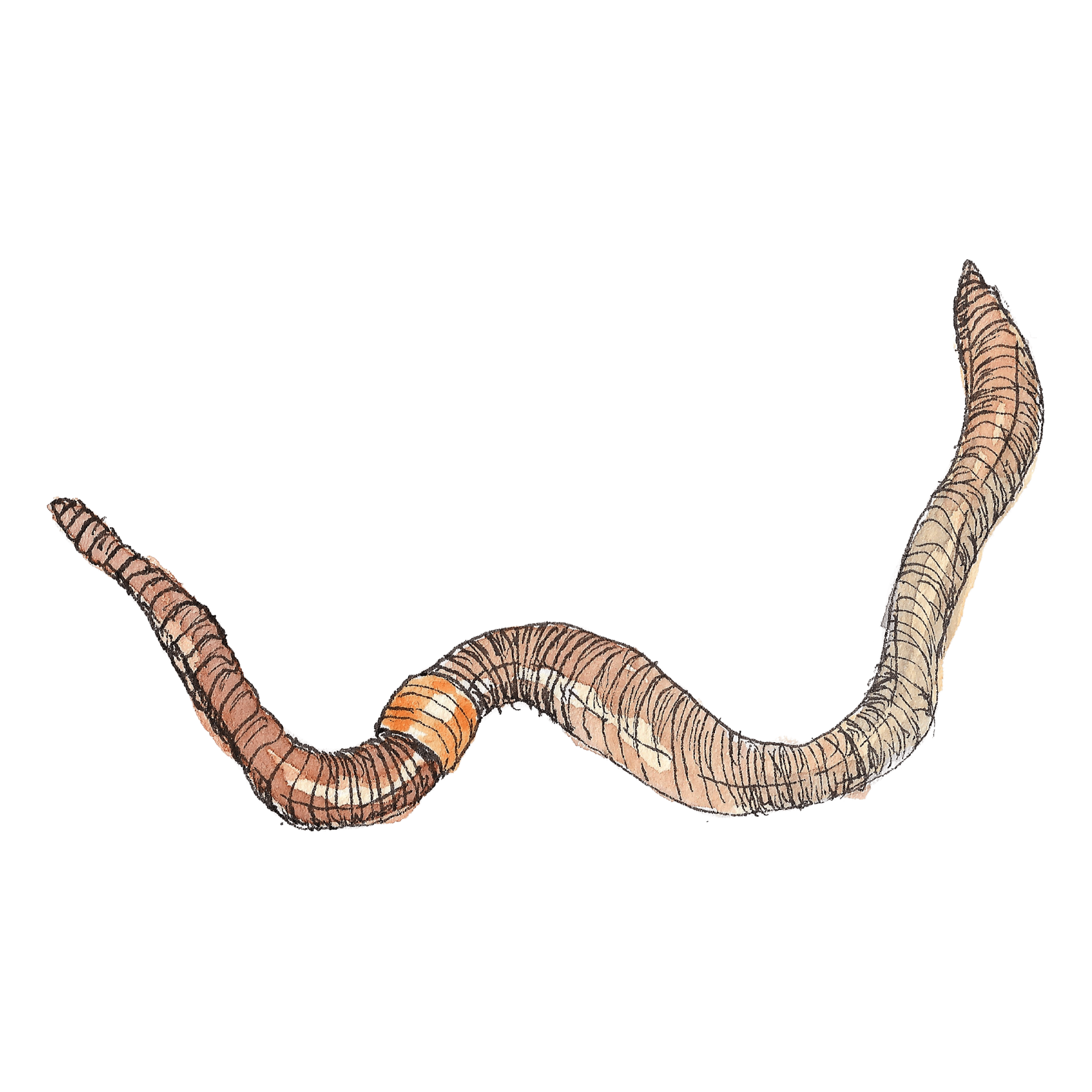 Watercolour illustration of an earthworm