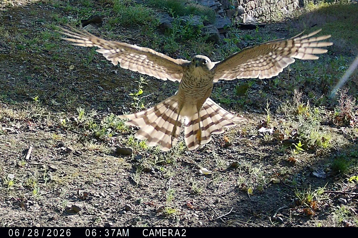 Sparrowhawk in flight caught by trail camera