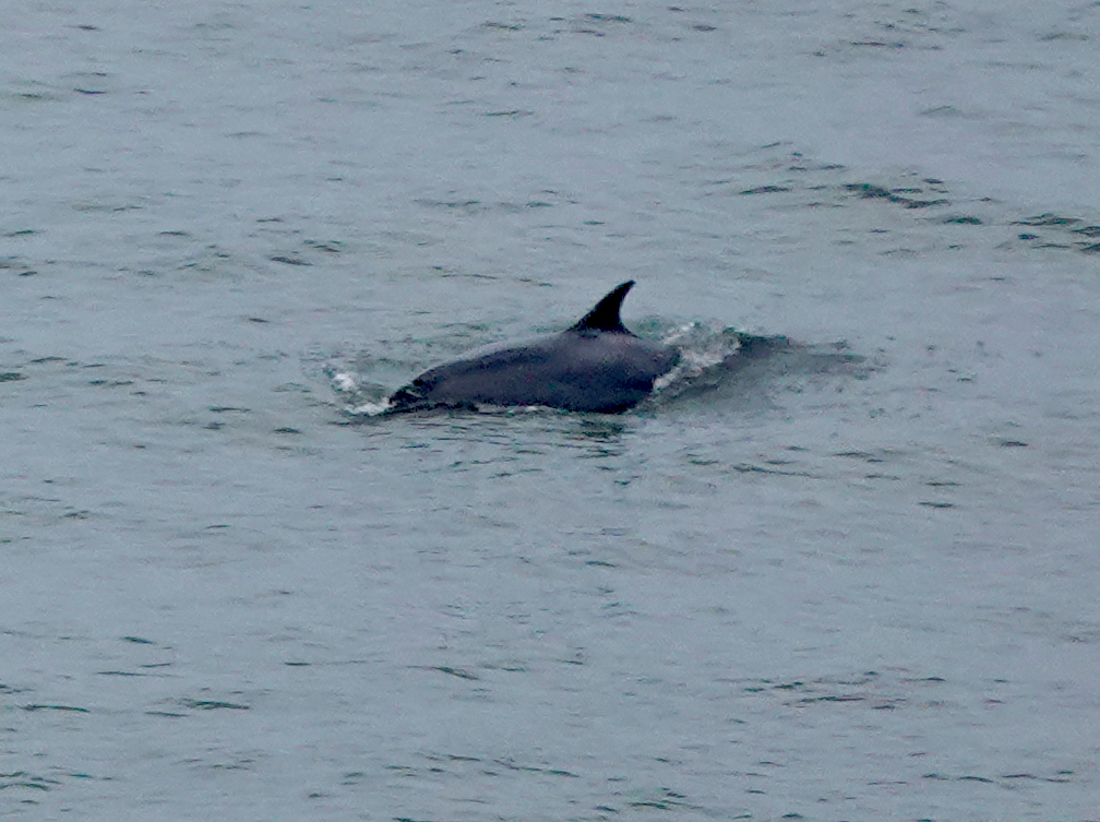 Single dolphin off Bempton Cliffs