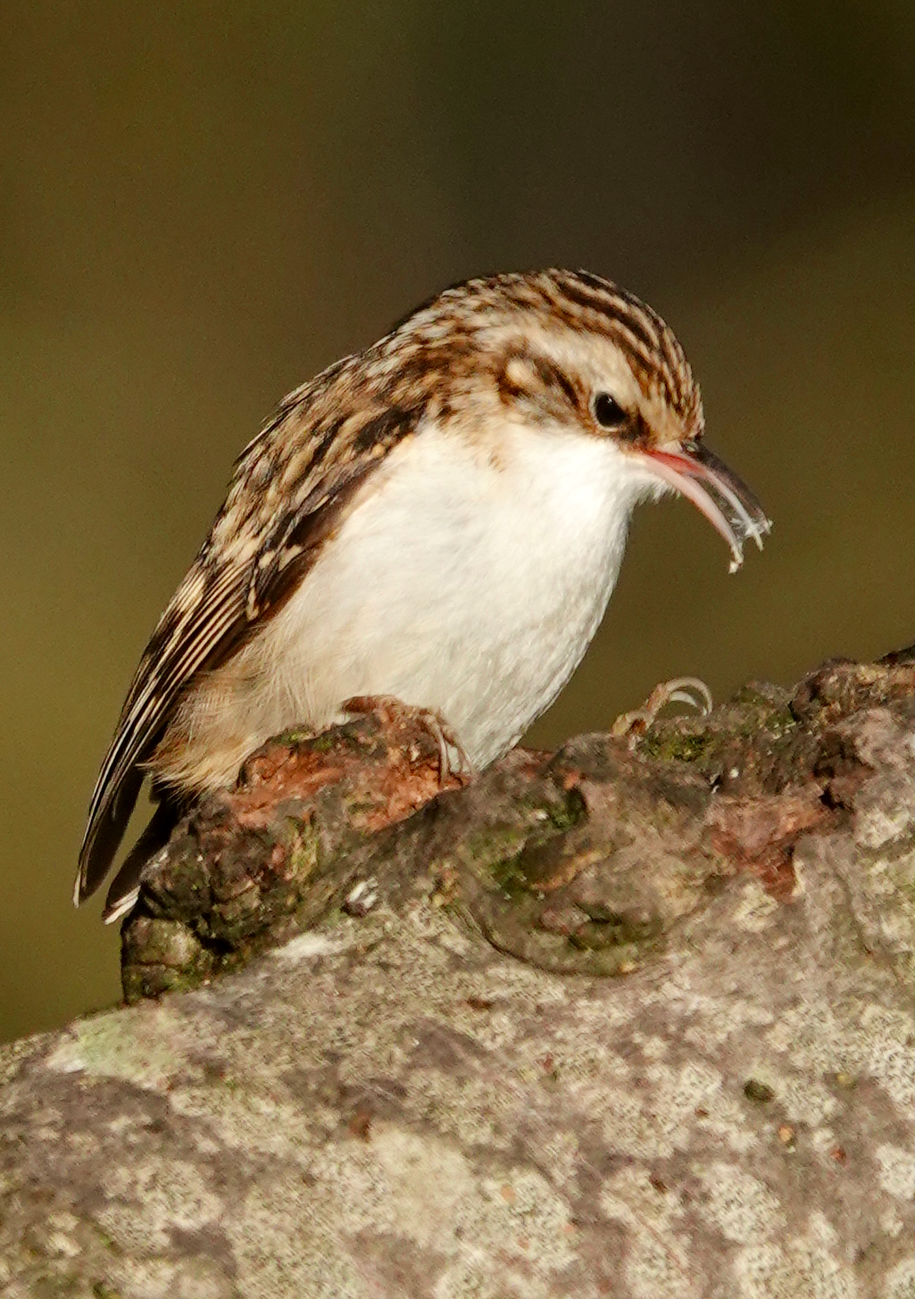 A treecreeper finding grubs on the trunk of an apple tree.