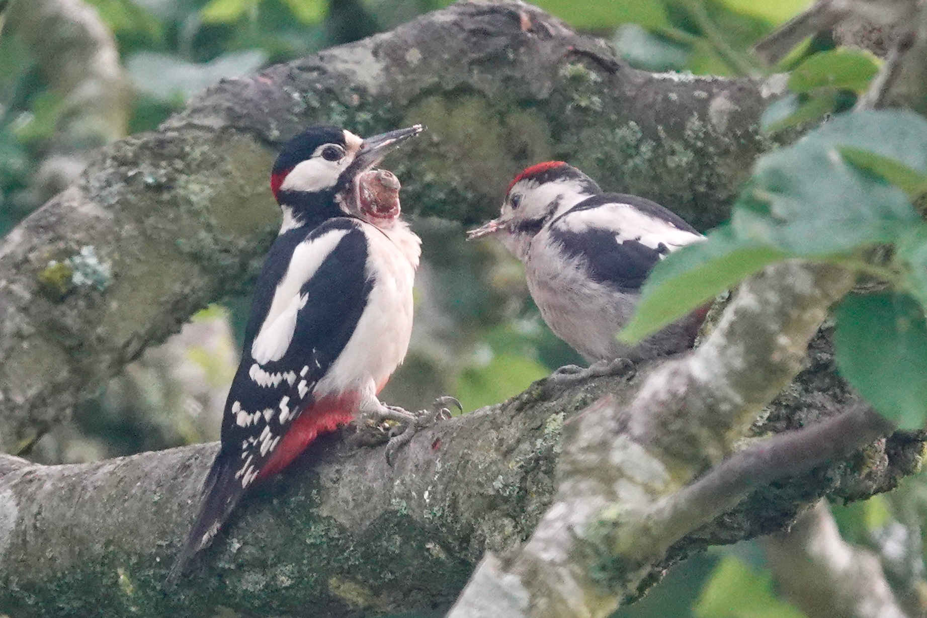 Male Great Spotted Woodpecker with lesion feeding a fledgeling