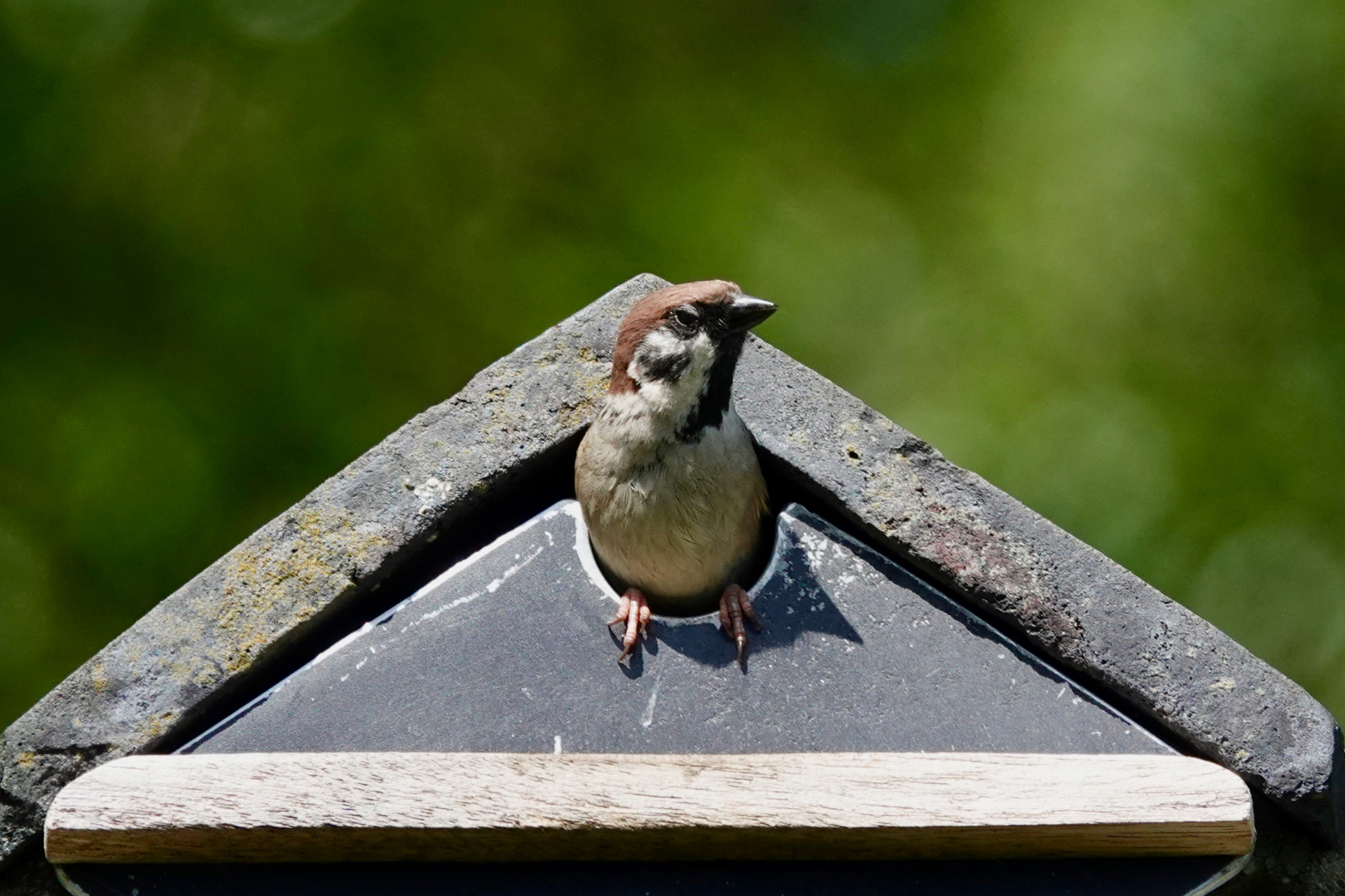 Tree Sparrow looking out from a stone-roofed nest box