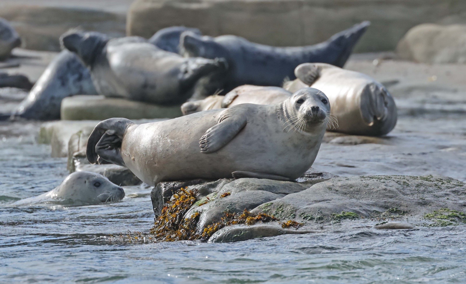 A group of Grey Seals on rocks with one looking at the camera