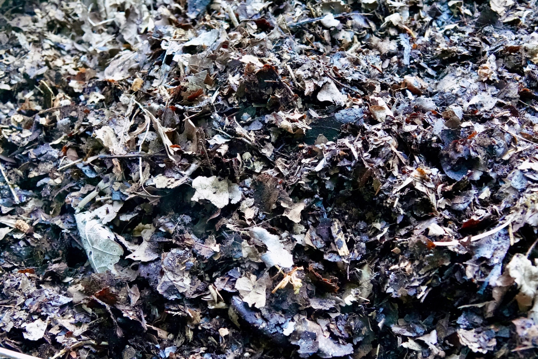 Leaves turning into leaf mould