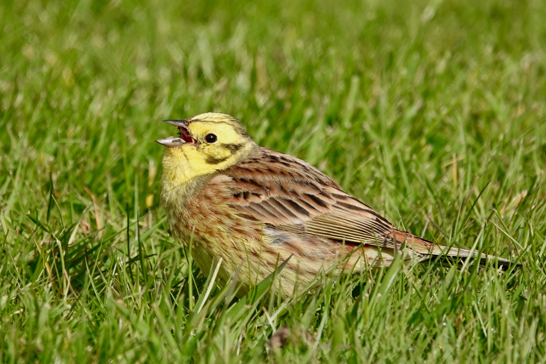 Male Yellowhammer singing from short grass