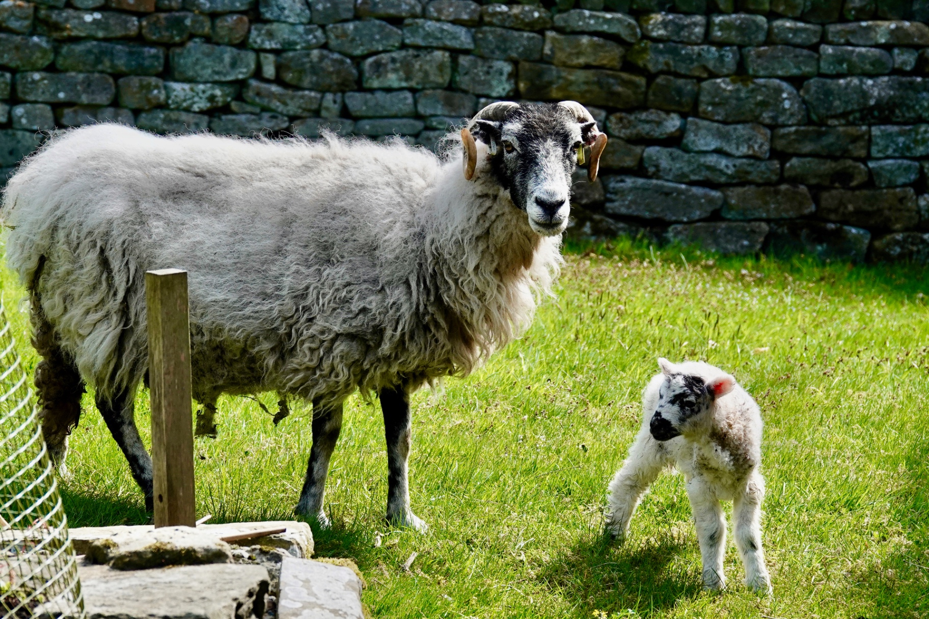 Swaledale ewe with newborn lamb