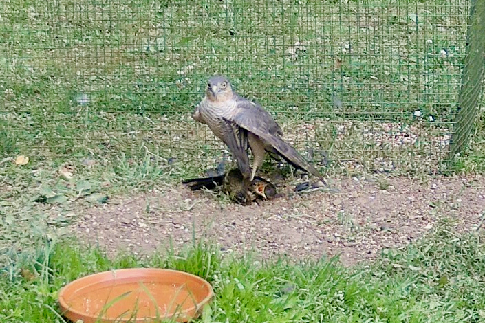 She clocks the camera. That yellow eye, the hooked bill, the finely barred chest - this is a bird built entirely for one purpose.