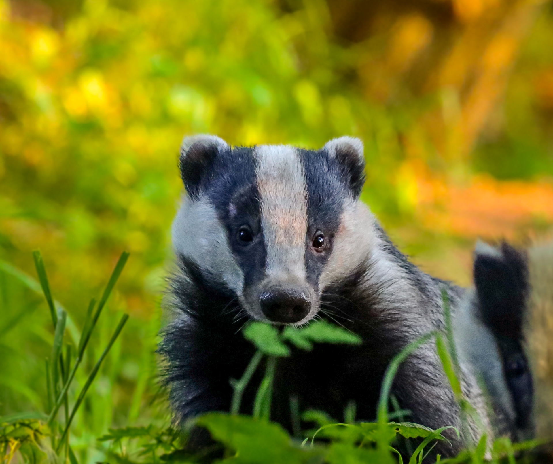 A close-up head-and-shoulders portrait of a Badger in evening light with golden autumn foliage behind