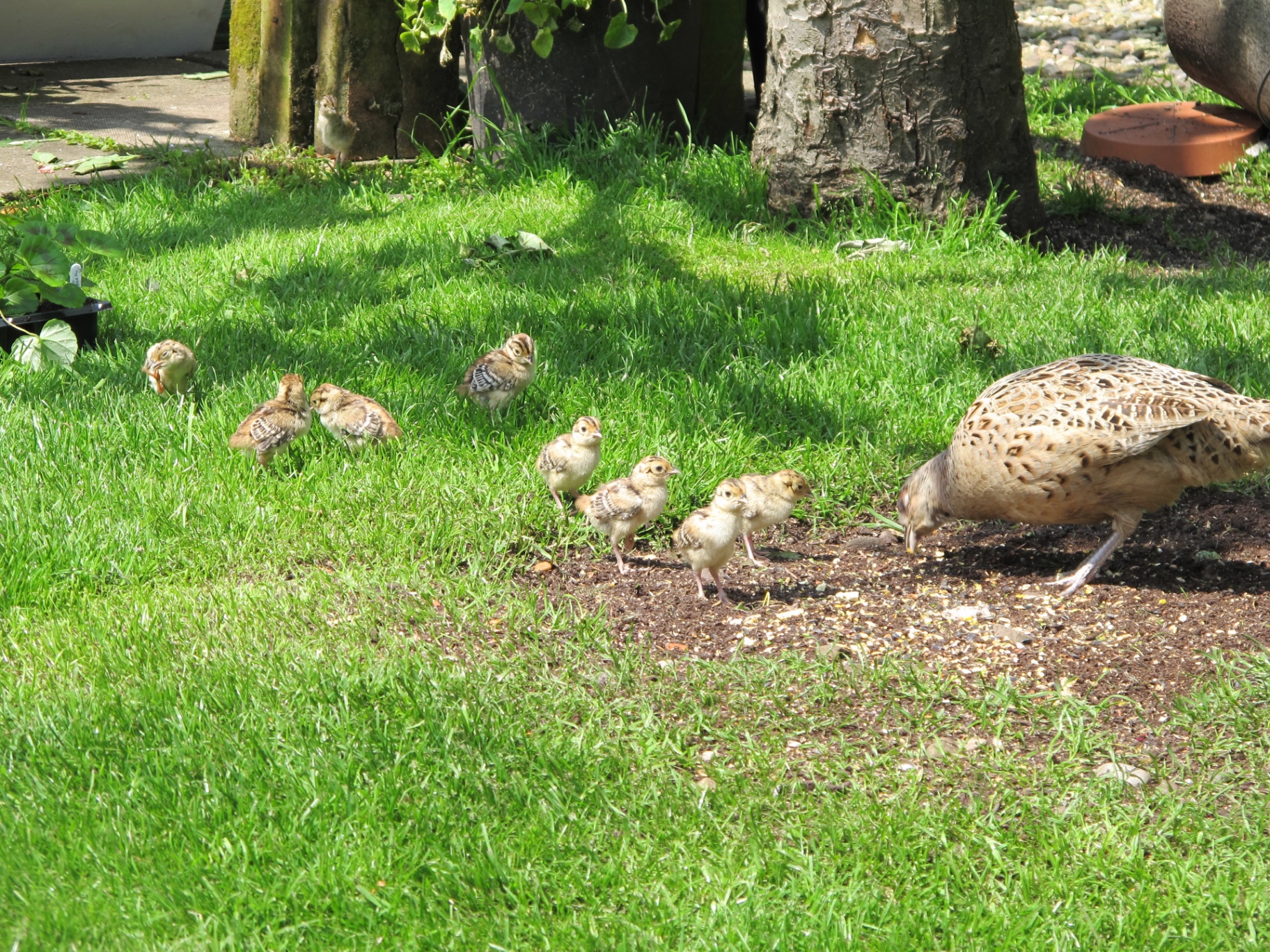 A female pheasant leading a brood of small striped chicks across a sunny lawn