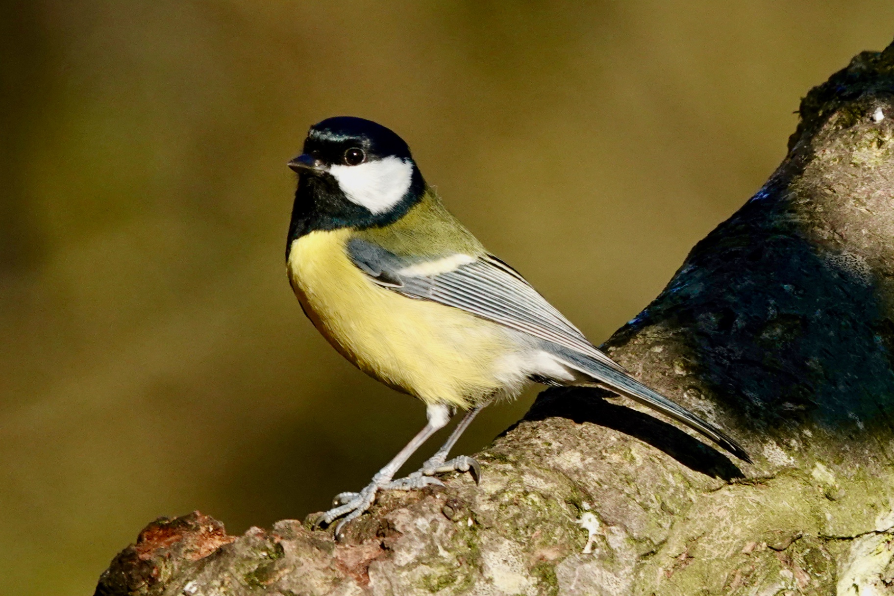 Great Tit perched on branch