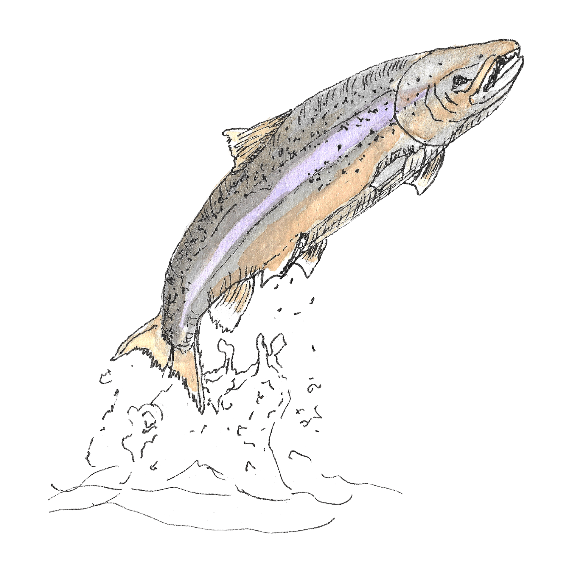 Watercolour illustration of an Atlantic salmon leaping from the water