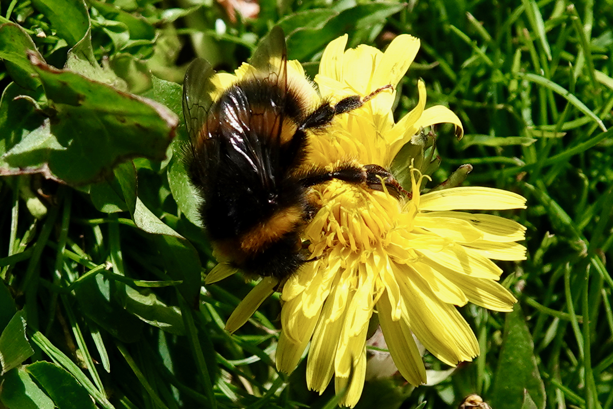 Bumblebee on dandelion
