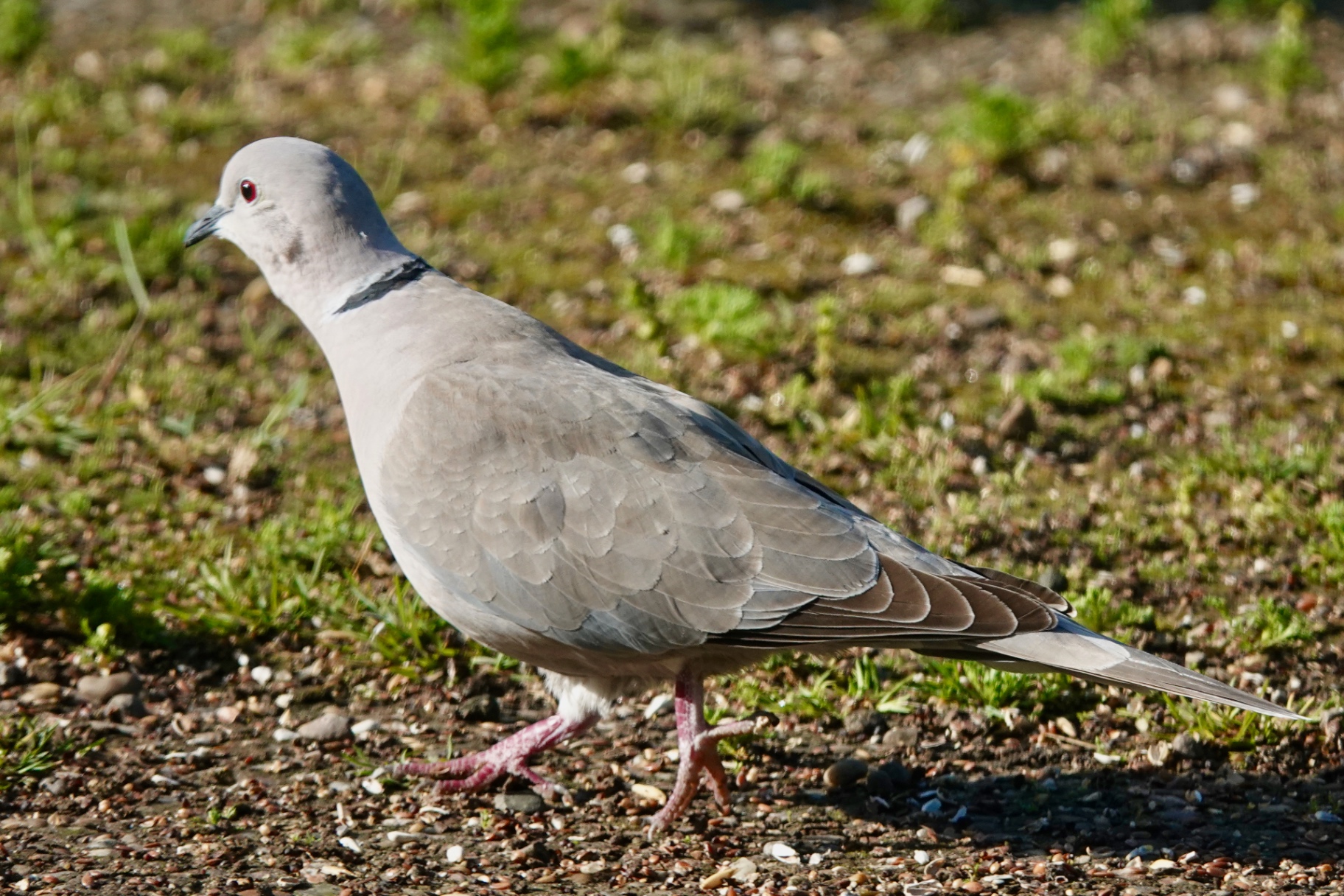 Collared dove