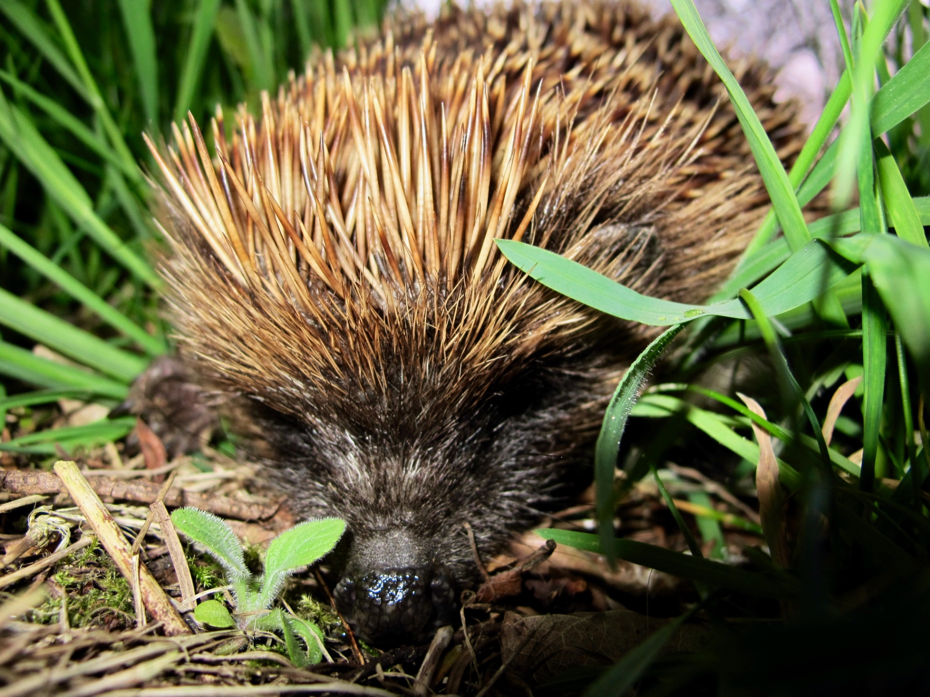 Hedgehog snuffling through grass and leaf litter