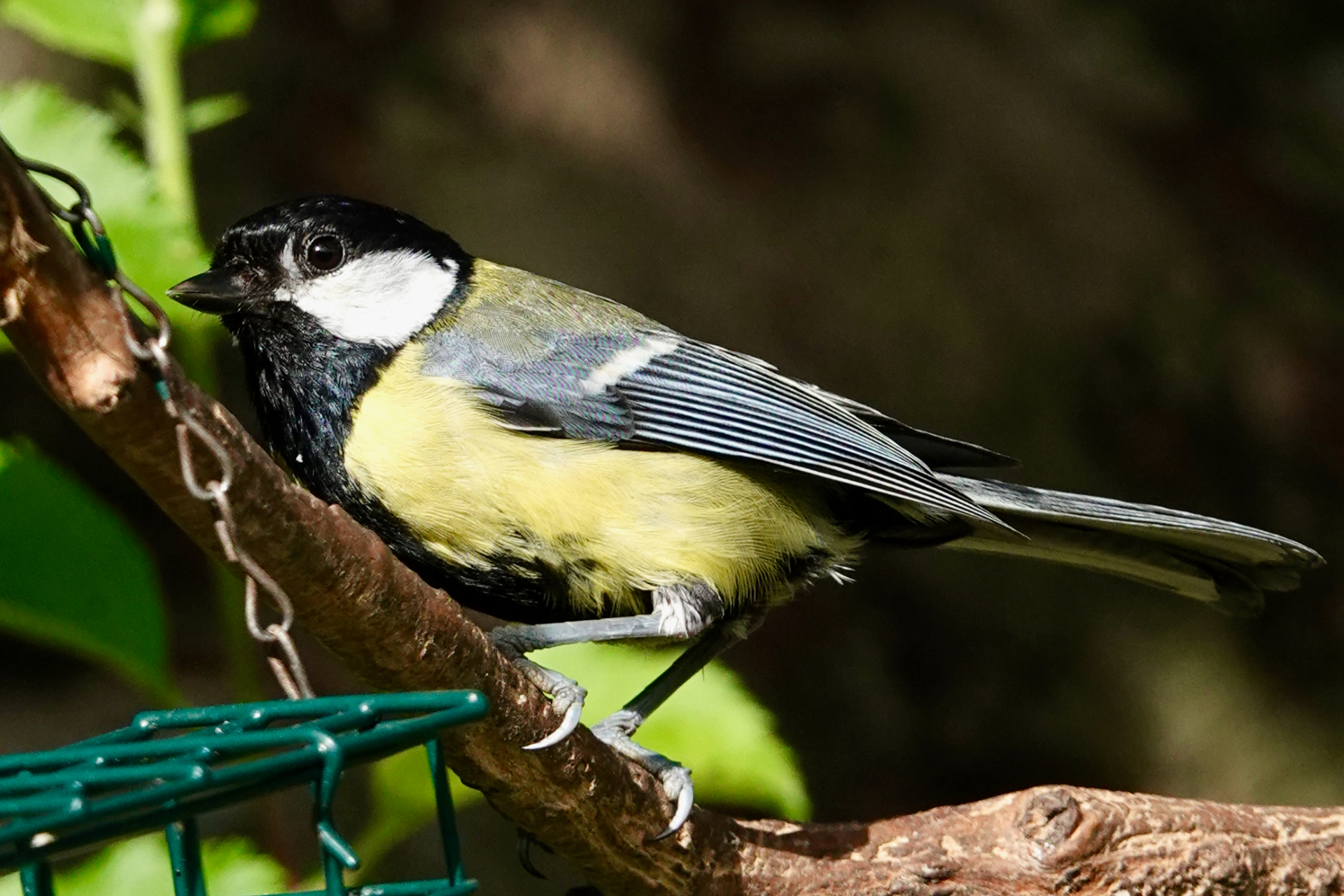 Great Tit beside garden feeder