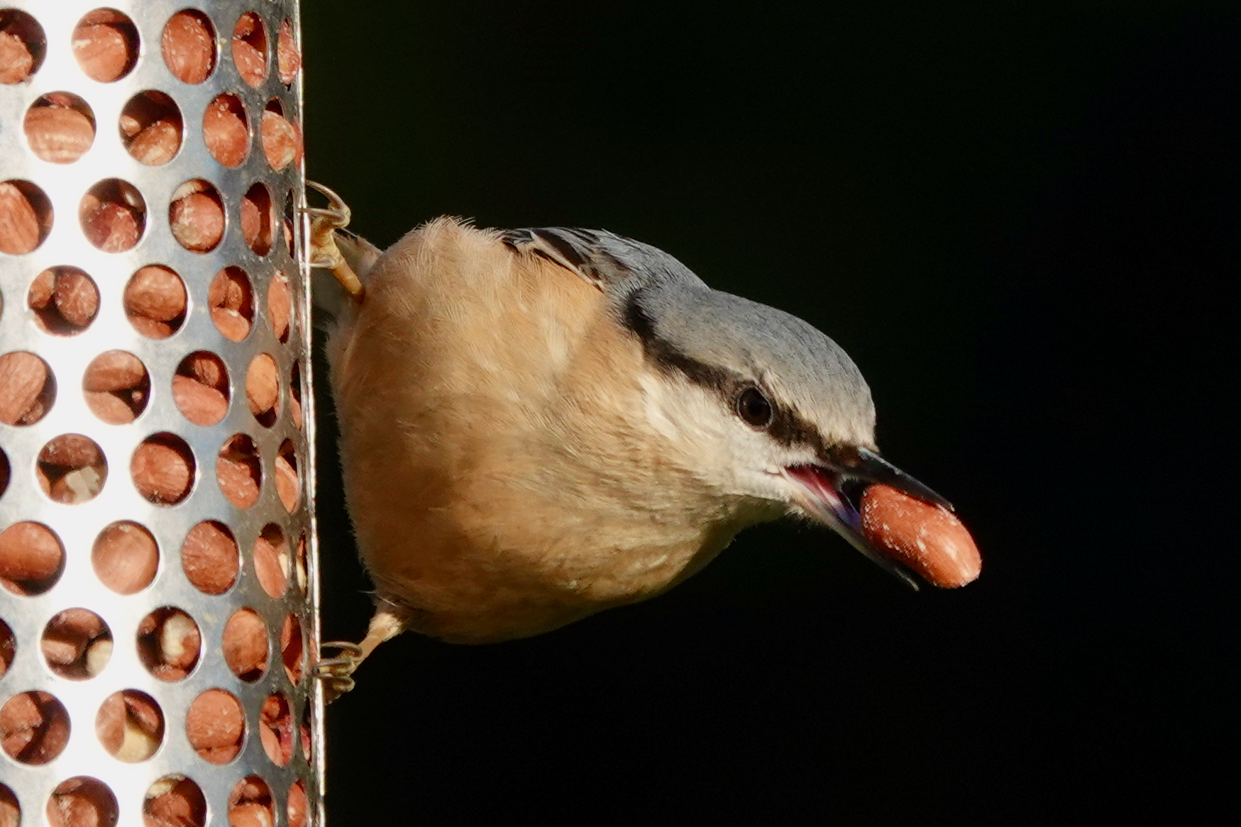 Nuthatch clinging to a peanut feeder with a peanut in its beak
