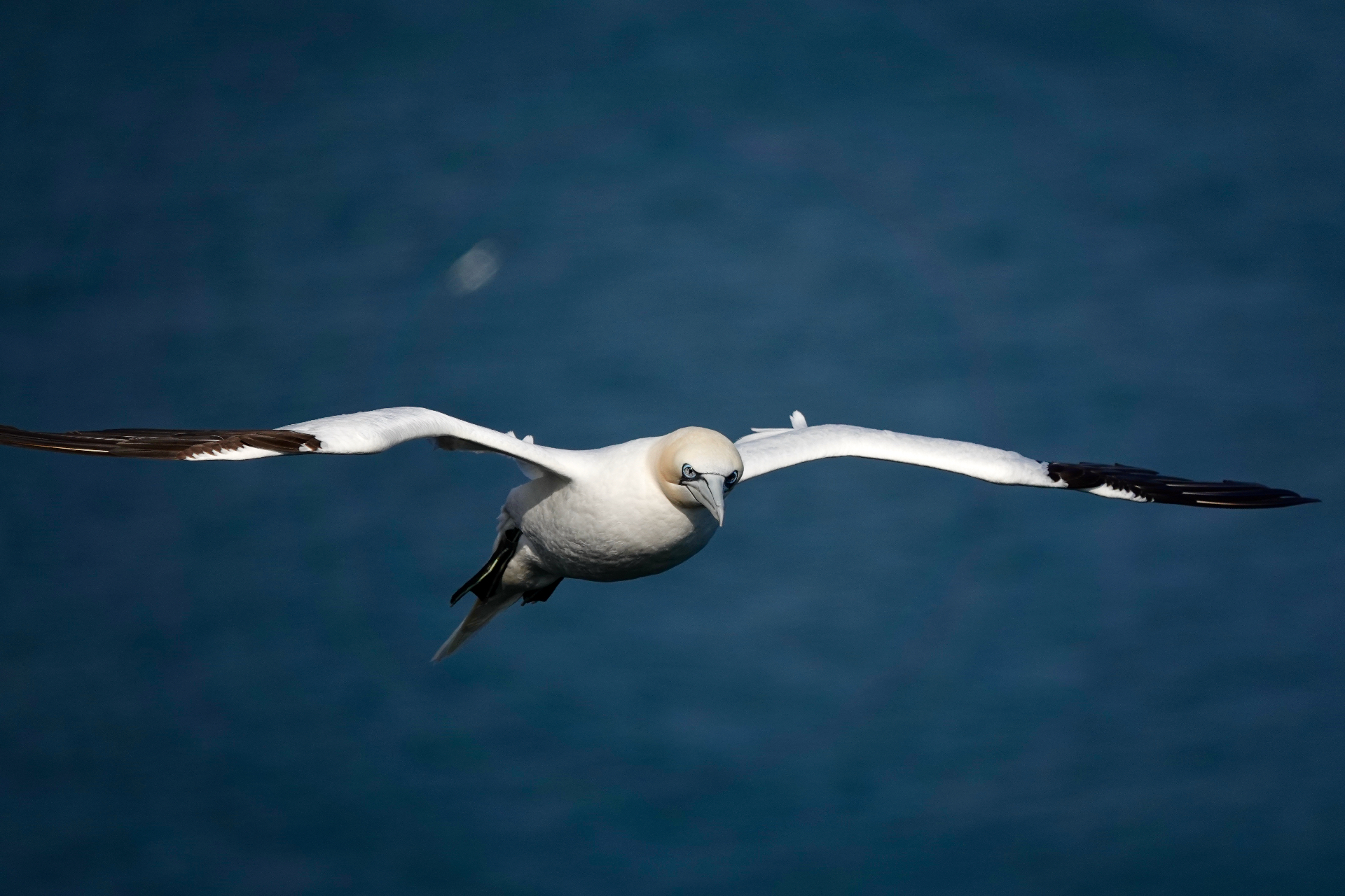 Northern gannet gliding over sea