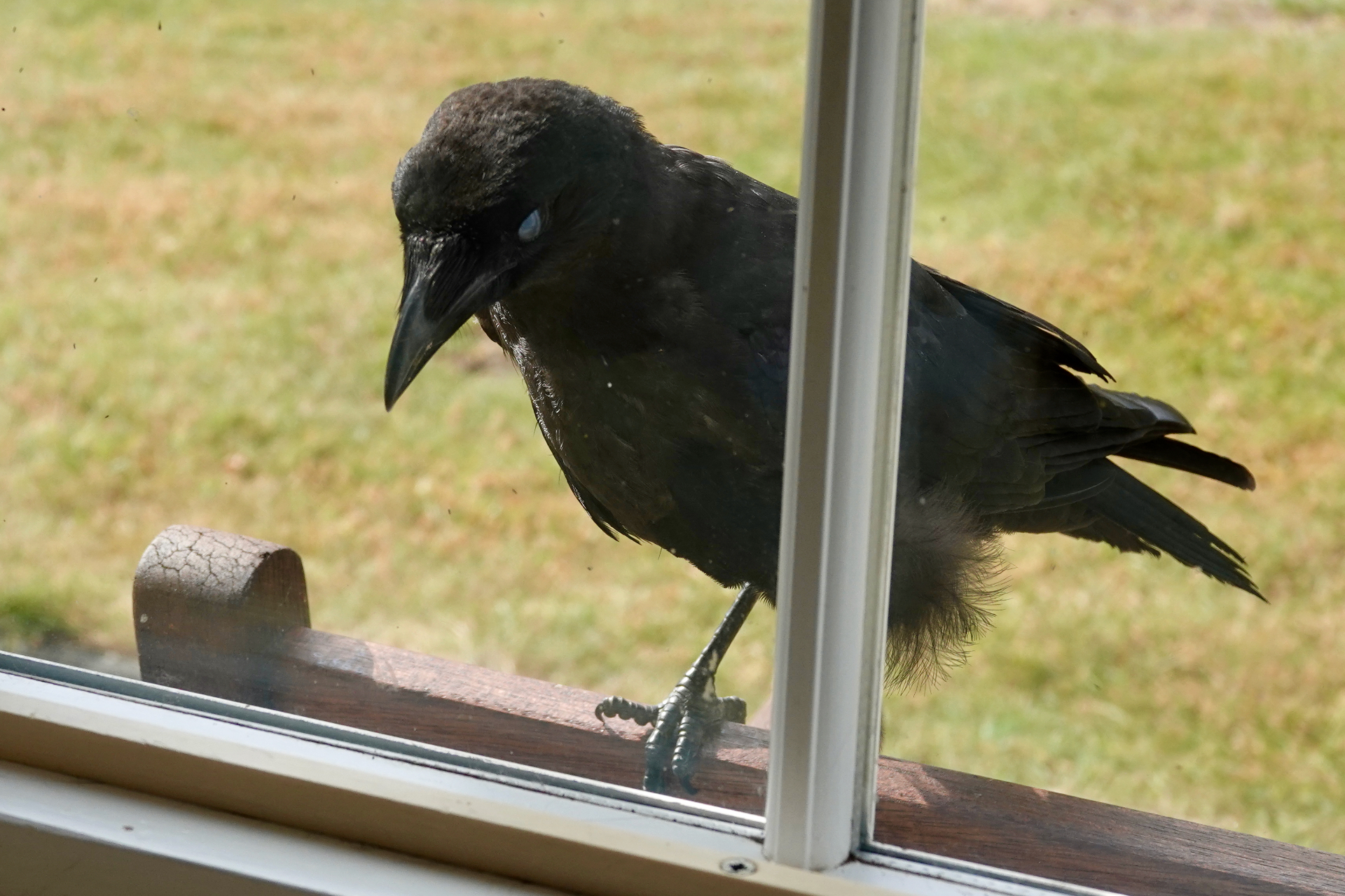 A Carrion Crow perched on a kitchen window sill, tapping on the glass